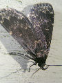 Moth23T.jpg"