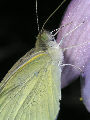 Moth38T.jpg"