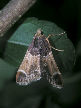 Moth39T.jpg"