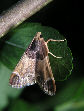 Moth40T.jpg"