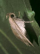 Moth43T.jpg"