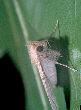 Moth44T.jpg"