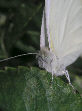 Moth56T.jpg"