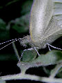 Moth58T.jpg"