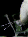 Moth63T.jpg"