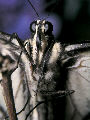 Moth77T.jpg"