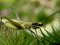 Strangebug9T.jpg"