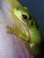 Treefrog100T.jpg"