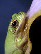 Treefrog101T.jpg"