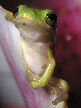 Treefrog102T.jpg"