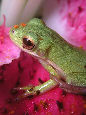 Treefrog103T.jpg"