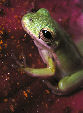 Treefrog104T.jpg"