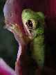 Treefrog105T.jpg"