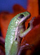 Treefrog107T.jpg"