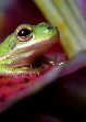 Treefrog108T.jpg"