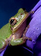 Treefrog109T.jpg"