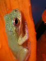 Treefrog10T.jpg"