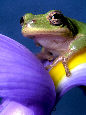 Treefrog110T.jpg"