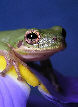 Treefrog111T.jpg"