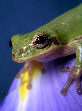 Treefrog112T.jpg"