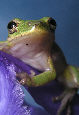 Treefrog113T.jpg"