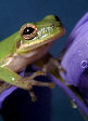 Treefrog114T.jpg"