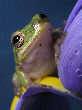 Treefrog115T.jpg"