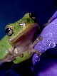 Treefrog116T.jpg"