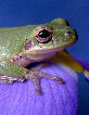 Treefrog117T.jpg"