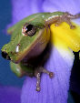 Treefrog118T.jpg"