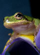 Treefrog119T.jpg"