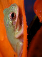 Treefrog11T.jpg"