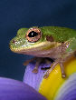 Treefrog120T.jpg"