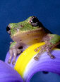 Treefrog121T.jpg"