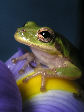 Treefrog122T.jpg"