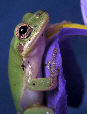 Treefrog123T.jpg"