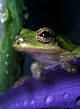 Treefrog125T.jpg"