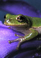 Treefrog126T.jpg"