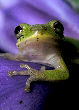 Treefrog127T.jpg"