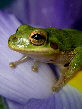 Treefrog128T.jpg"