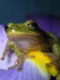 Treefrog129T.jpg"