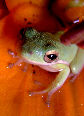 Treefrog12T.jpg"