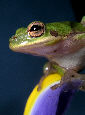 Treefrog130T.jpg"