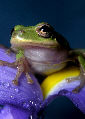 Treefrog131T.jpg"