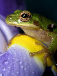 Treefrog132T.jpg"