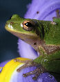 Treefrog133T.jpg"