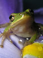 Treefrog134T.jpg"