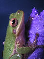 Treefrog135T.jpg"