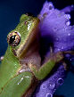 Treefrog136T.jpg"