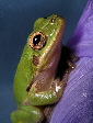 Treefrog137T.jpg"